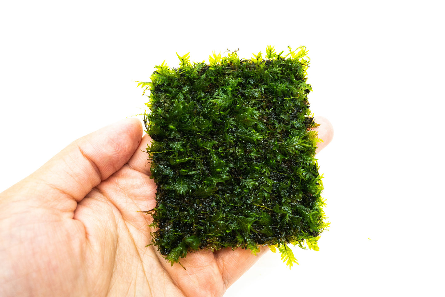 Fissidens Nobilis Moss Mat (3inx3in) - Live Aquarium Moss For Planted Shrimp Tank, Terrarium Setup