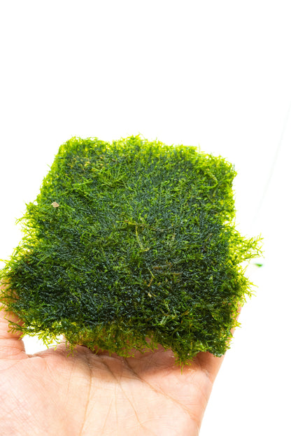 Mini Spiky Moss Mat 3x3 | Live Aquarium Moss | Nano Tank | Shrimp Tank Carpet | Easy Care | Low Light