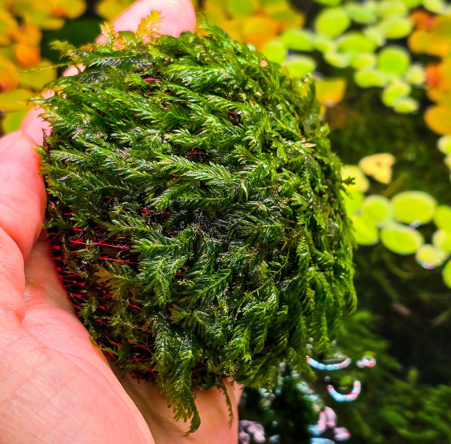 Fissidens Nobilis Moss Dome (3inx1.25in) - Live Aquarium Moss For Planted Shrimp Tank, Terrarium Setup