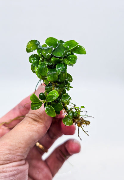 Buy 2 Get 1 Free | Anubias Super Petite Thai | Rare Tiny Live Aquarium Plant | Nano Tank | Low Light