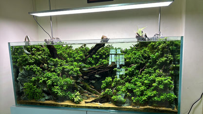 Buy 2 Get 1 Free | Anubias Super Petite Thai | Rare Tiny Live Aquarium Plant | Nano Tank | Low Light