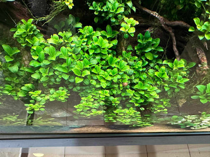 Buy 2 Get 1 Free | Anubias Super Petite Thai | Rare Tiny Live Aquarium Plant | Nano Tank | Low Light