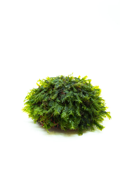 Fissidens Nobilis Moss Dome | Premium Live Aquarium Moss | Decorative Dome | Shrimp Tank | Low Light