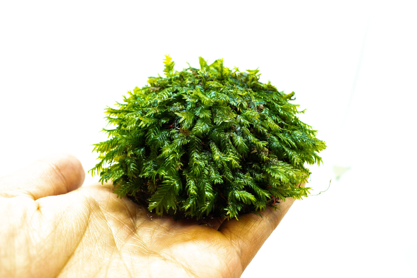 Fissidens Nobilis Moss Dome (3inx1.25in) - Live Aquarium Moss For Planted Shrimp Tank, Terrarium Setup