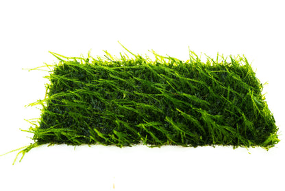 Flame Moss Mat 7x3 Large | Live Aquarium Moss | Shrimp Tank Carpet | Upright Moss | Low Light | Easy Care