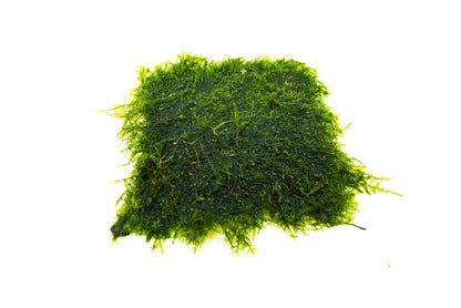Mini Spiky Moss Mat 3x3 | Live Aquarium Moss | Nano Tank | Shrimp Tank Carpet | Easy Care | Low Light