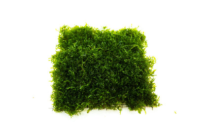Mini Pelia Moss Mat | Live Aquarium Moss | Shrimp Tank | Round Leaf Carpet Moss | Low Light | Easy Care