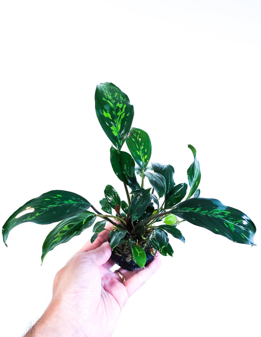 Piptospatha Ridleyi | Ultra Rare Live Aquarium Plant | Collector Variety | Low Light | Rhizome | Planted Tank