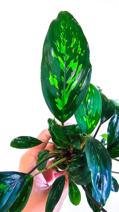 Piptospatha Ridleyi | Ultra Rare Live Aquarium Plant | Collector Variety | Low Light | Rhizome | Planted Tank
