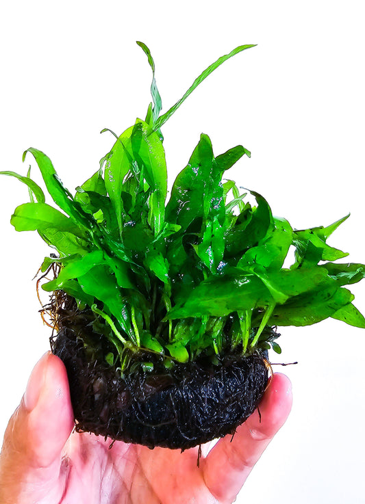 Java Fern Flaming | Rare Live Aquarium Plant | Unique Crinkled Leaf | Low Light | Collector Variety