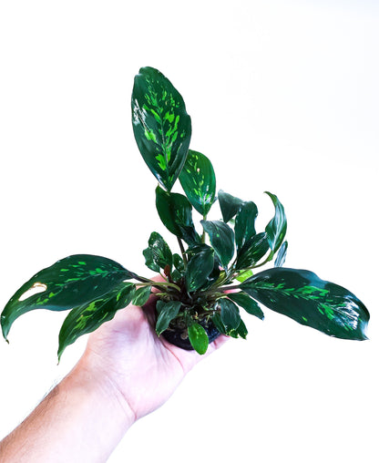 Piptospatha Ridleyi | Ultra Rare Live Aquarium Plant | Collector Variety | Low Light | Rhizome | Planted Tank