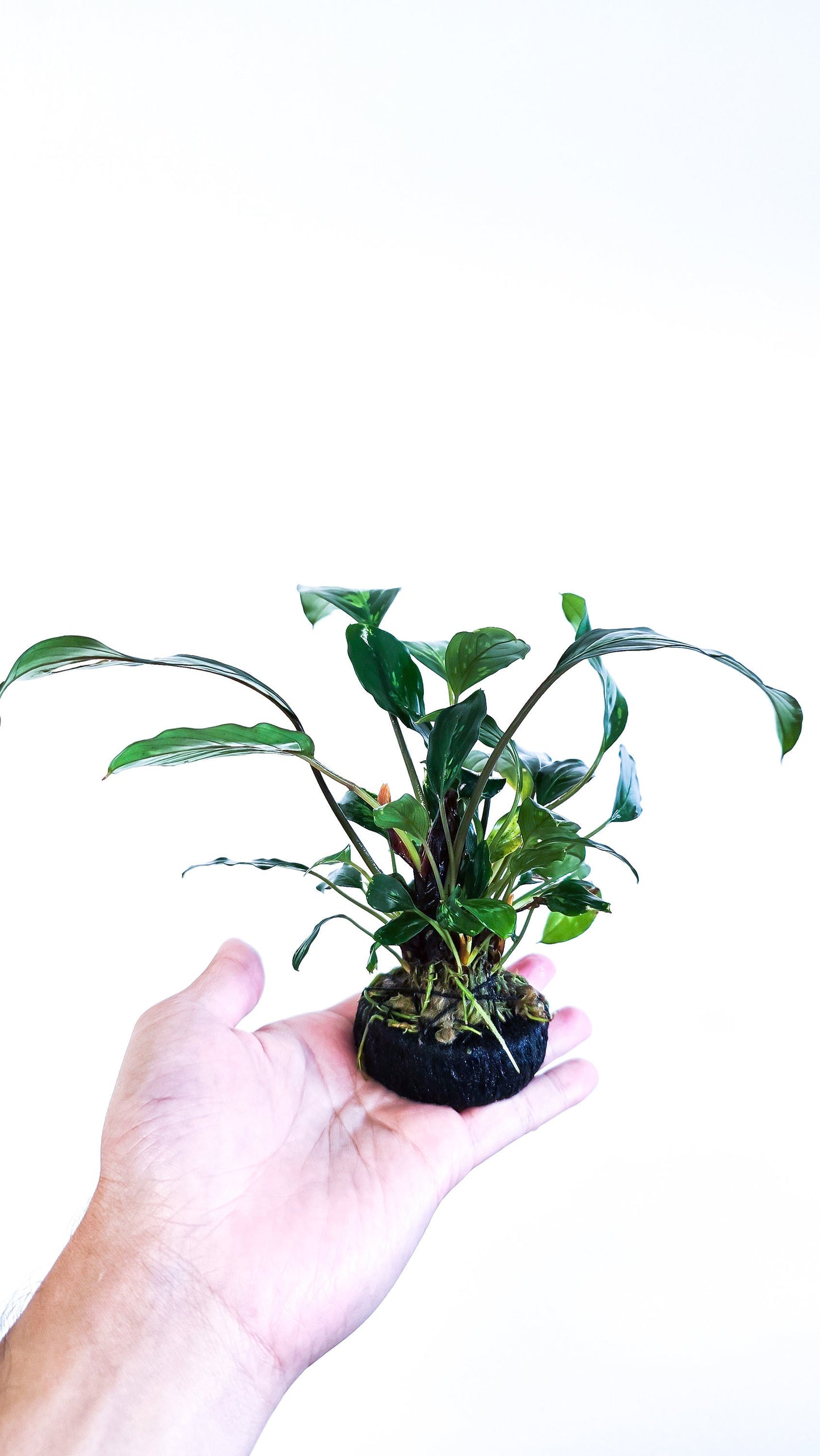 Piptospatha Ridleyi (on Growing Media) - Rare Aquarium Plants
