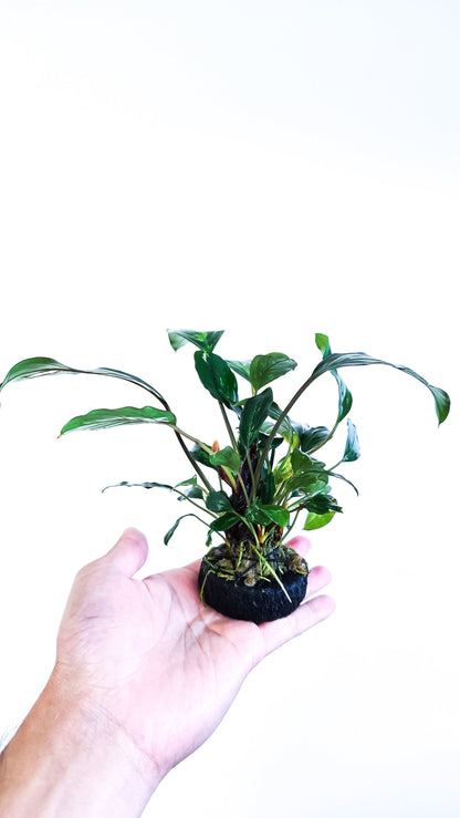 Piptospatha Ridleyi | Ultra Rare Live Aquarium Plant | Collector Variety | Low Light | Rhizome | Planted Tank