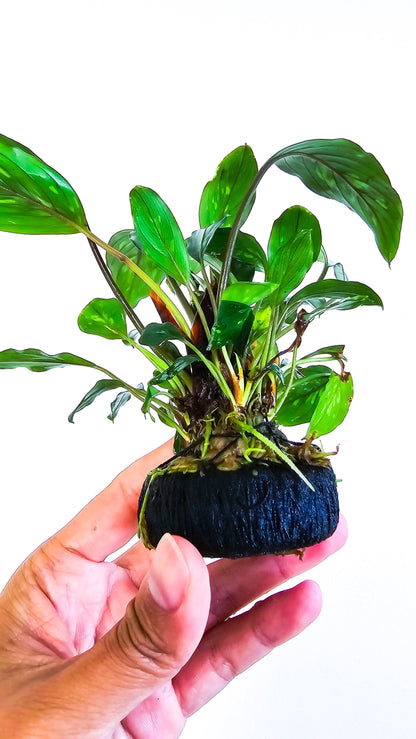 Piptospatha Ridleyi | Ultra Rare Live Aquarium Plant | Collector Variety | Low Light | Rhizome | Planted Tank