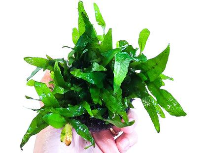 Java Fern Flaming | Rare Live Aquarium Plant | Unique Crinkled Leaf | Low Light | Collector Variety
