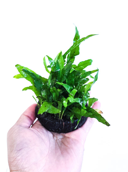 Java Fern Flaming | Rare Live Aquarium Plant | Unique Crinkled Leaf | Low Light | Collector Variety