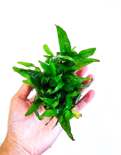 Java Fern Flaming | Rare Live Aquarium Plant | Unique Crinkled Leaf | Low Light | Collector Variety
