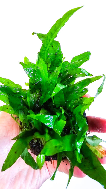 Java Fern Flaming | Rare Live Aquarium Plant | Unique Crinkled Leaf | Low Light | Collector Variety