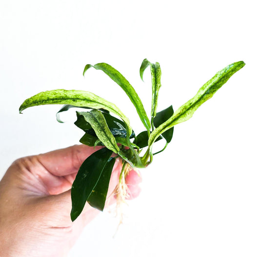 Buy 2 Get 1 Free * Anubias Minima Variegated - Rare Small Aquarium Plant For Terrarium, Fish Tank Decorations