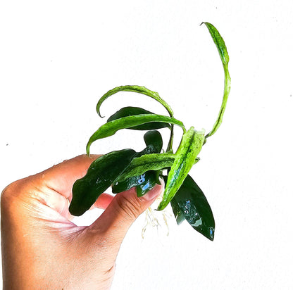 Buy 2 Get 1 Free | Anubias Minima Variegated | Rare Patterned Aquarium Plant | Low Light | Collector