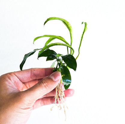 Buy 2 Get 1 Free | Anubias Minima Variegated | Rare Patterned Aquarium Plant | Low Light | Collector