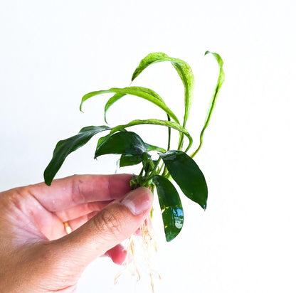Buy 2 Get 1 Free | Anubias Minima Variegated | Rare Patterned Aquarium Plant | Low Light | Collector