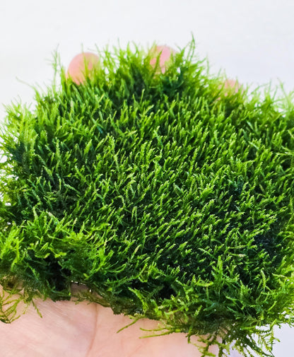 Mini Spiky Moss Mat 3x3 | Live Aquarium Moss | Nano Tank | Shrimp Tank Carpet | Easy Care | Low Light