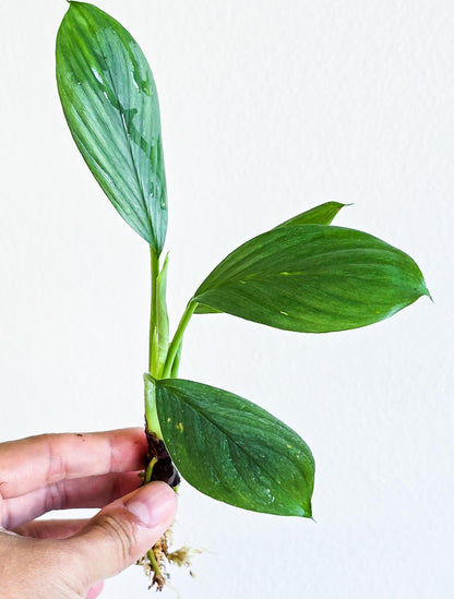 Homalomena Silver | Rare Live Aquarium & Terrarium Plant | Low Light Easy Care | Shrimp Safe Planted Tank Aquascaping