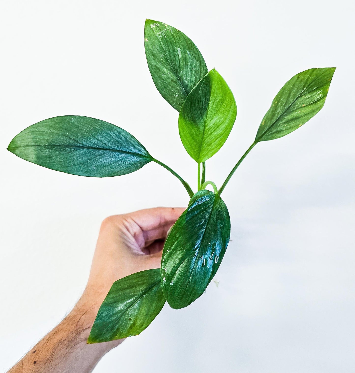 Homalomena Silver | Rare Live Aquarium & Terrarium Plant | Low Light Easy Care | Shrimp Safe Planted Tank Aquascaping