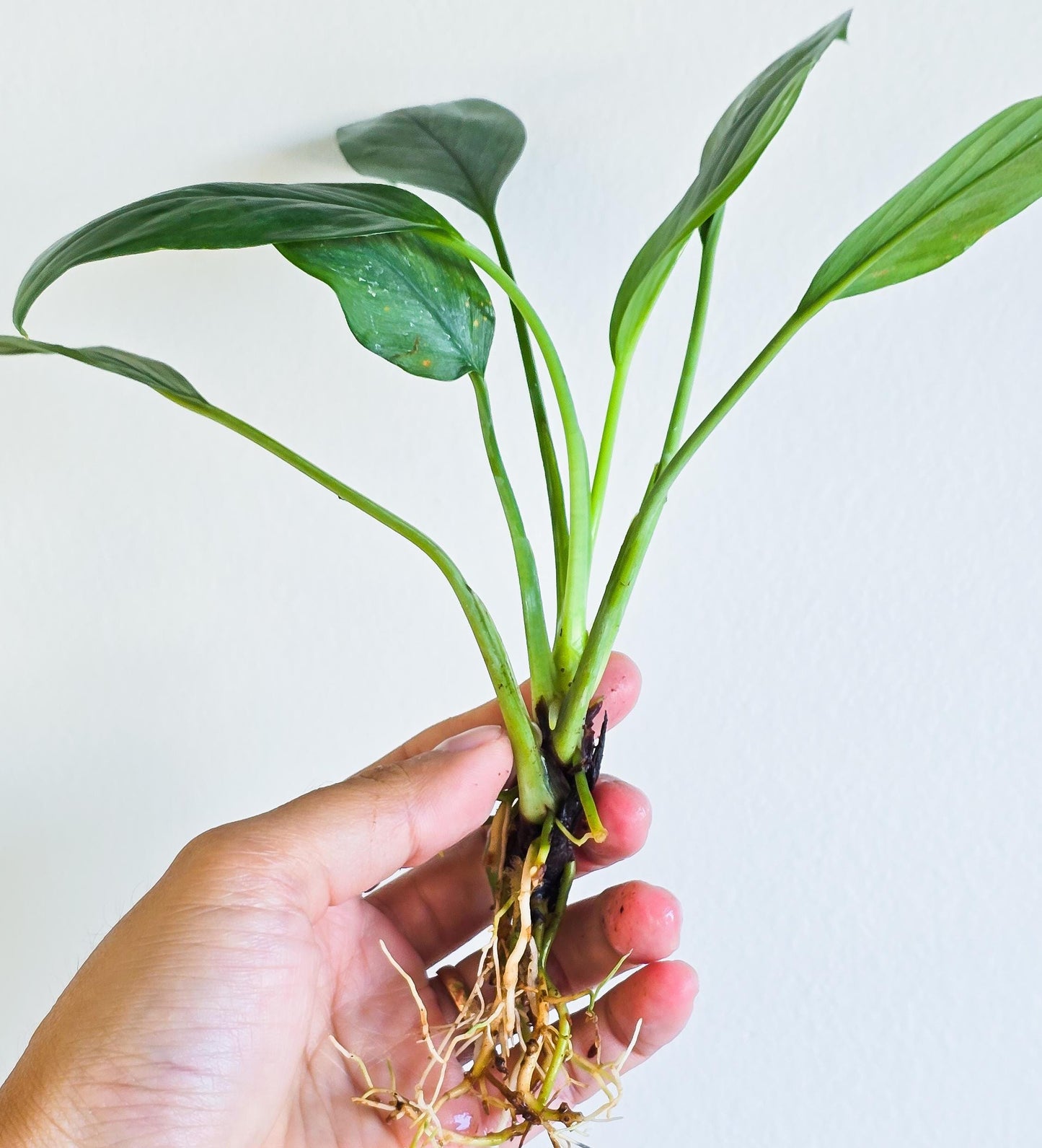 Homalomena Silver | Rare Live Aquarium & Terrarium Plant | Low Light Easy Care | Shrimp Safe Planted Tank Aquascaping