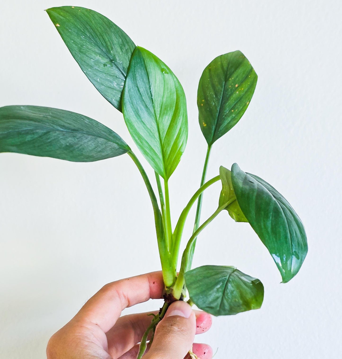 Homalomena Silver | Rare Live Aquarium & Terrarium Plant | Low Light Easy Care | Shrimp Safe Planted Tank Aquascaping