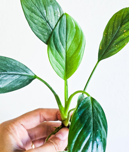 Buy 2 Get 1 Free | Homalomena Silver | Rare Live Aquarium Plant | Unique Silver Leaf | Low Light