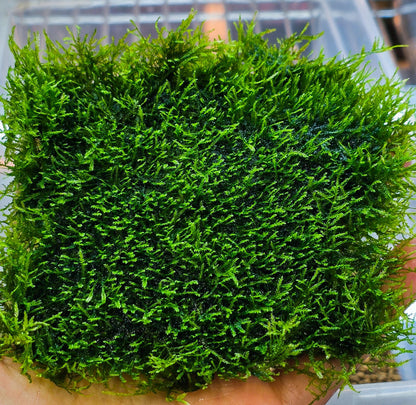 Mini Spiky Moss Mat 3x3 | Live Aquarium Moss | Nano Tank | Shrimp Tank Carpet | Easy Care | Low Light