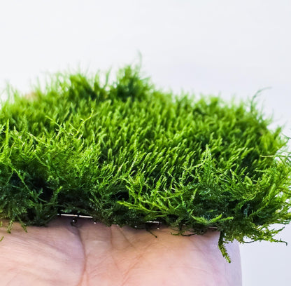 Mini Spiky Moss Mat 3x3 | Live Aquarium Moss | Nano Tank | Shrimp Tank Carpet | Easy Care | Low Light