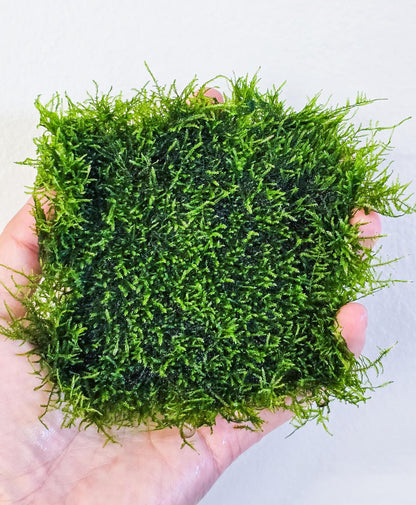 Mini Spiky Moss Mat 3x3 | Live Aquarium Moss | Nano Tank | Shrimp Tank Carpet | Easy Care | Low Light