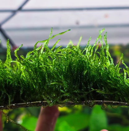 Flame Moss Mat 3x3 | Live Aquarium Moss | Shrimp Tank | Upright Growing Carpet Moss | Easy Care | Low Light