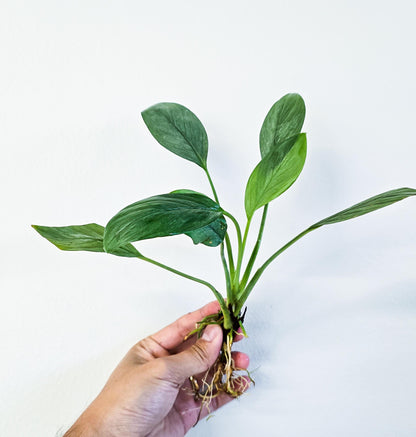 Homalomena Silver | Rare Live Aquarium & Terrarium Plant | Low Light Easy Care | Shrimp Safe Planted Tank Aquascaping