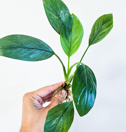 Homalomena Silver | Rare Live Aquarium & Terrarium Plant | Low Light Easy Care | Shrimp Safe Planted Tank Aquascaping