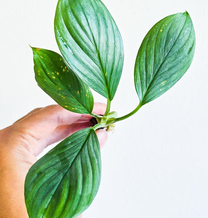 Homalomena Silver | Rare Live Aquarium & Terrarium Plant | Low Light Easy Care | Shrimp Safe Planted Tank Aquascaping