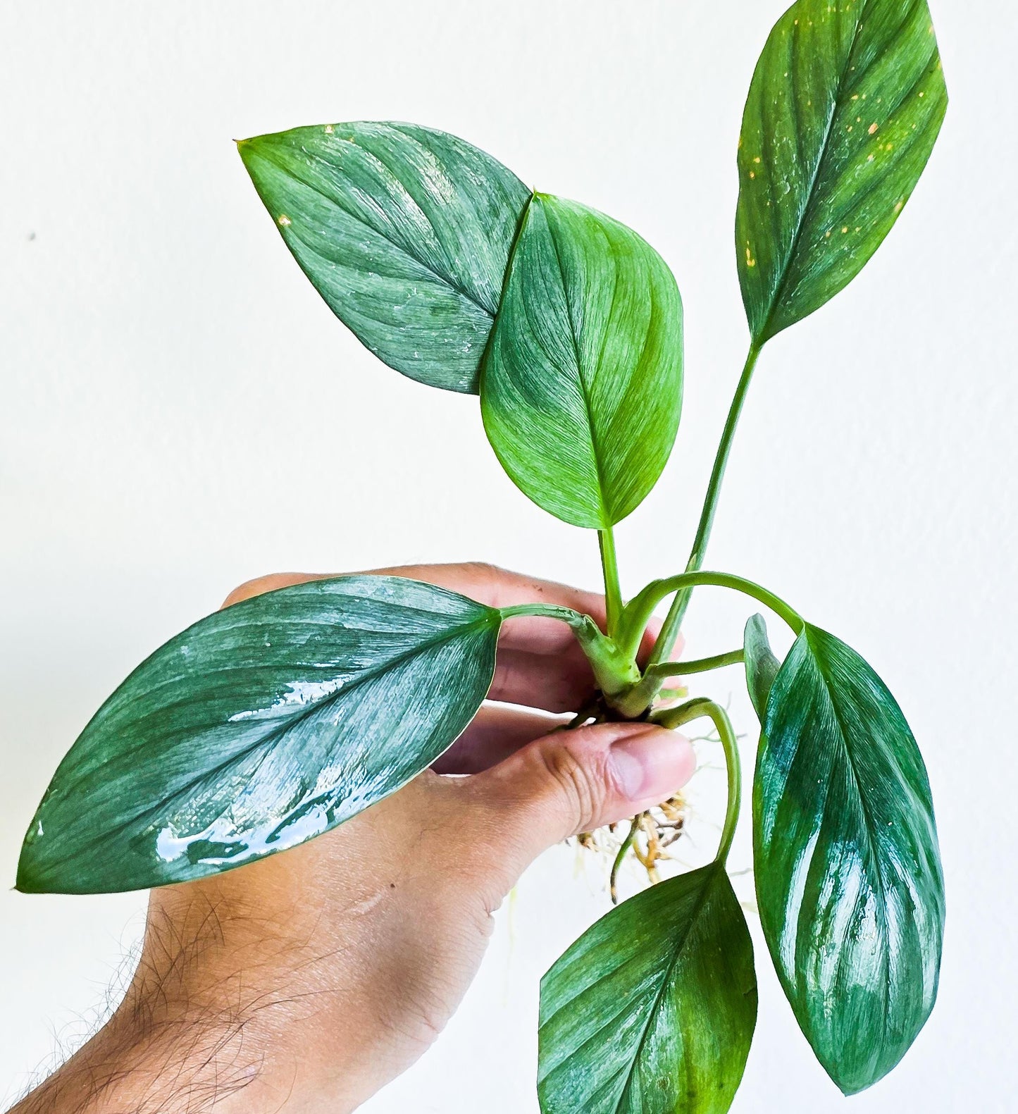 Homalomena Silver | Rare Live Aquarium & Terrarium Plant | Low Light Easy Care | Shrimp Safe Planted Tank Aquascaping