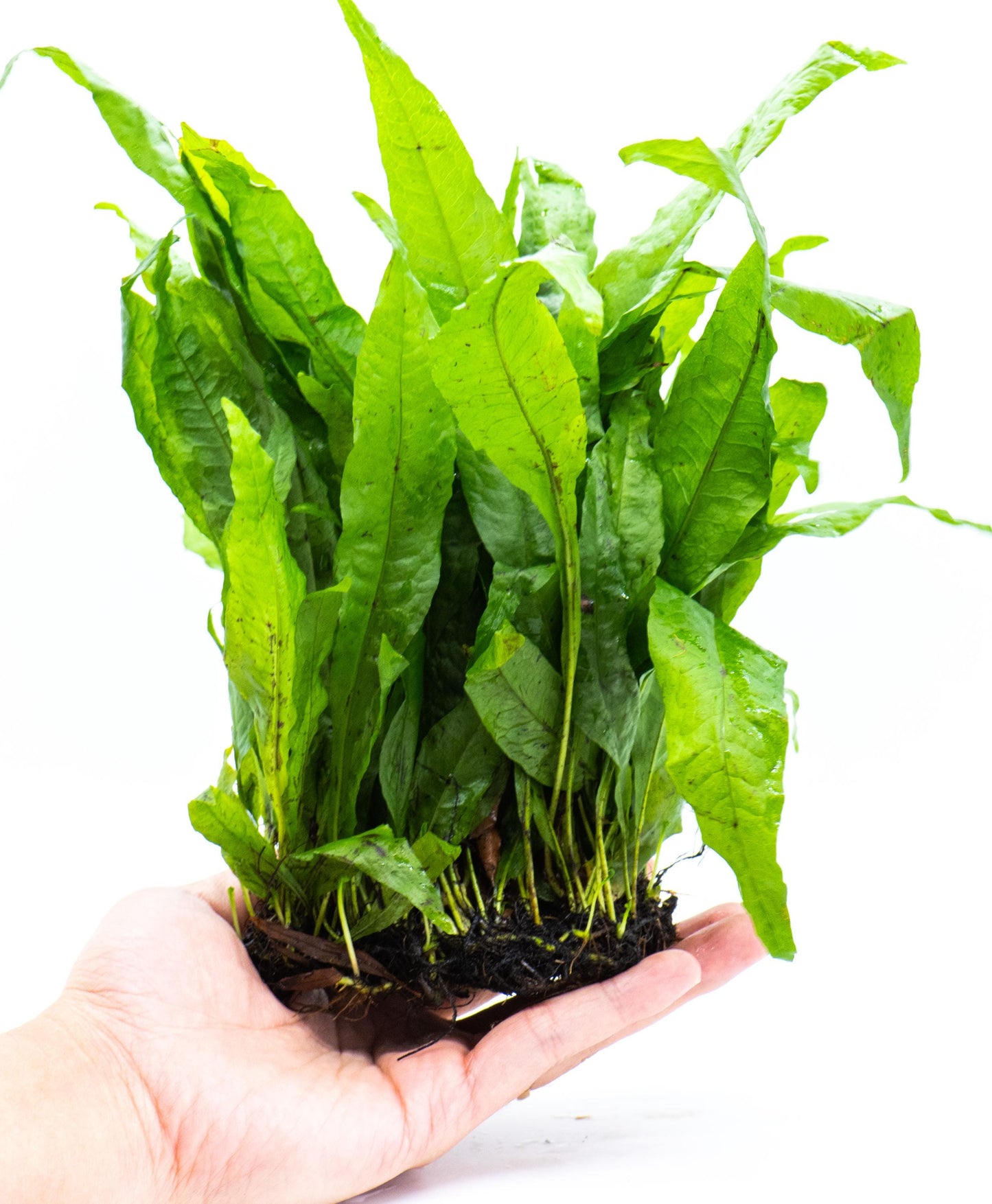 Java Fern (Microsorum Pteropus) Mat - Live Aquatic Plant For Your Planted Aquarium, Terrarium, Tank Decor