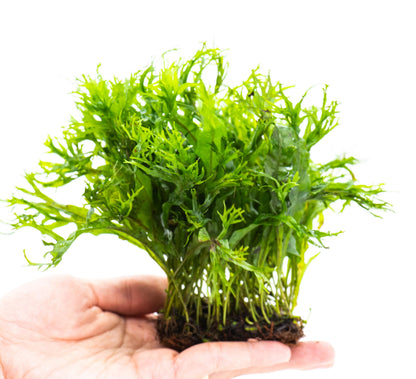 Java Fern Windelov Mat | Live Aquarium Moss Mat | Lace Leaf | Shrimp Tank | Low Light | Planted Tank