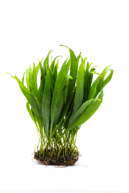 Java Fern Narrow Leaf Mat | Live Aquarium Plant Mat | Slender Leaf | Low Light | Shrimp Safe | Planted Tank