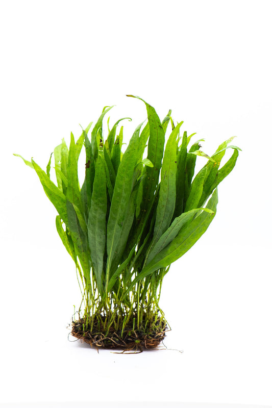 Java Fern Narrow Leaf Mat | Live Aquarium Plant Mat | Slender Leaf | Low Light | Shrimp Safe | Planted Tank