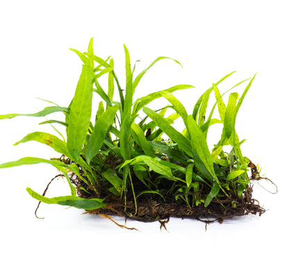 Java Fern Petite Mat | Live Aquarium Plant Mat | Small Leaf | Nano Tank | Shrimp Safe | Low Light