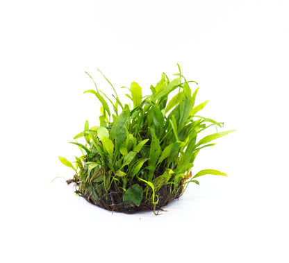 Java Fern Petite Dome | Live Aquarium Plant | Decorative Dome Shape | Nano Tank | Shrimp Tank | Low Light