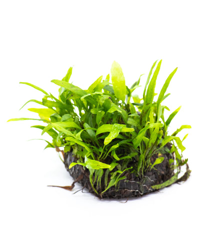 Java Fern Petite Dome | Live Aquarium Plant | Decorative Dome Shape | Nano Tank | Shrimp Tank | Low Light