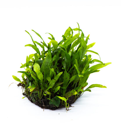 Java Fern Petite Dome | Live Aquarium Plant | Decorative Dome Shape | Nano Tank | Shrimp Tank | Low Light