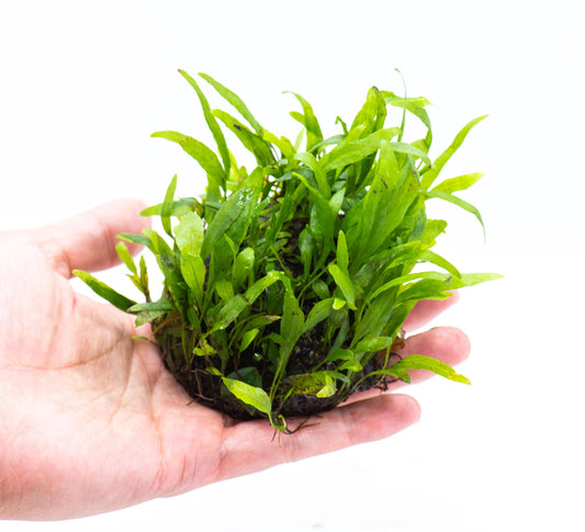 Java Fern Petite Dome | Live Aquarium Plant | Decorative Dome Shape | Nano Tank | Shrimp Tank | Low Light