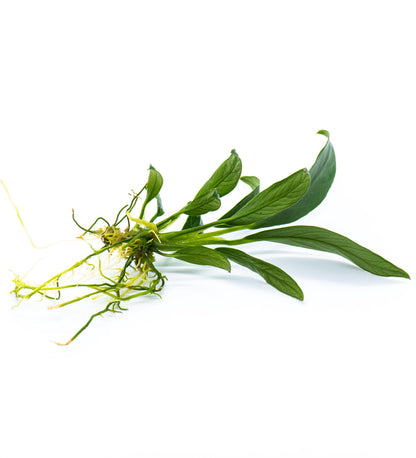 Buy 2 Get 1 Free | Anubias Congensis Mini | Rare Small Live Aquarium Plant | Low Light | Nano Tank